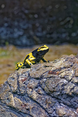 Yellow-banded poison dart frog