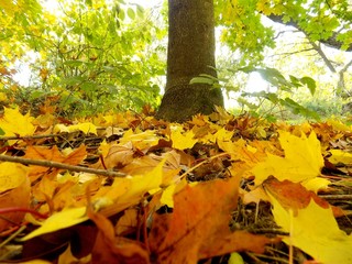 Fallen yellow leaves in autumn