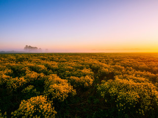 Fototapeta na wymiar Sunrise At Rape Flower Field - Spring Landscape