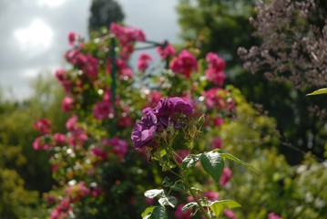 Obraz premium Giverny Casa di Claude Monet