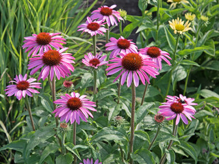 Obraz premium Purpur-Sonnenhut