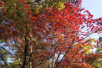 紅葉　天授庵　南禅寺