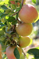 Äpfel am Baum