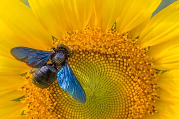 Poster de jardin Tournesol sunflower,bumble bee