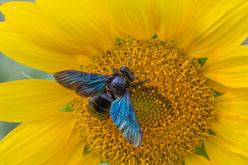 sunflower,bumble bee