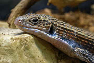 Sudan plated lizard
