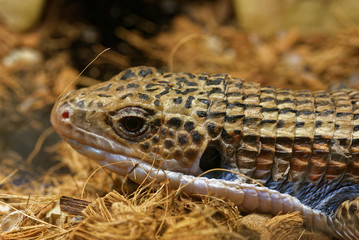 Naklejka premium Sudan plated lizard
