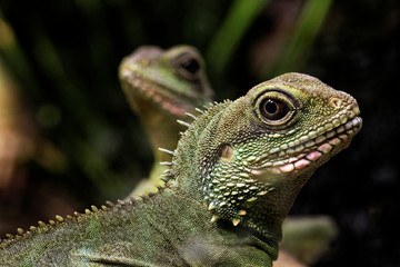 Chinese water dragons © heitipaves