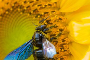 sunflower,bumble bee