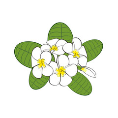 Frangipani flowers with leaves isolated on white background. Vector illustration. 
