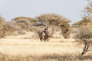 Southern White Rhino