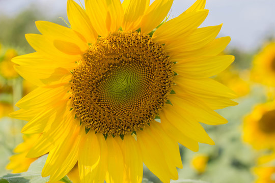 sunflower

