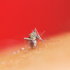 Mosquito sucking blood