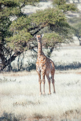 Naklejka na ściany i meble Young giraffe between acacia trees