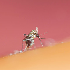 Mosquito sucking blood