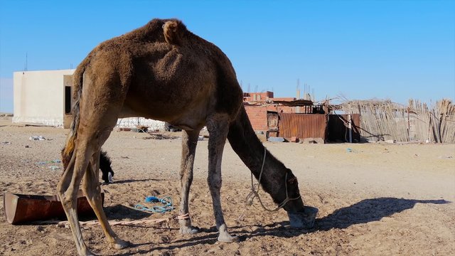sahara desert, dromedary camel
