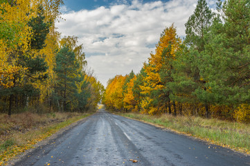 Asphalt road through mixed forest at fall season