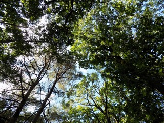 Deciduous forest