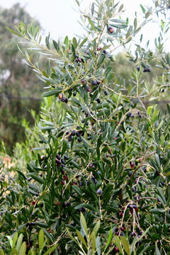 Olive branch on a tree in a grove
