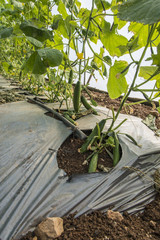 Cucumbers in greenhouse