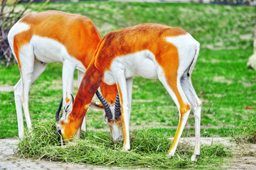 Couple Gazelle on the prairie in their natural habitat in the wi
