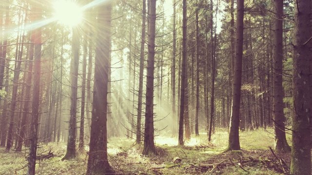Sonnenstrahlen im Wald © mao-in-photo