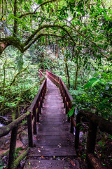 Obraz premium Wooden footpath nature trail at Doi Inthanon National Park in Chiang Mai, Thailand.
