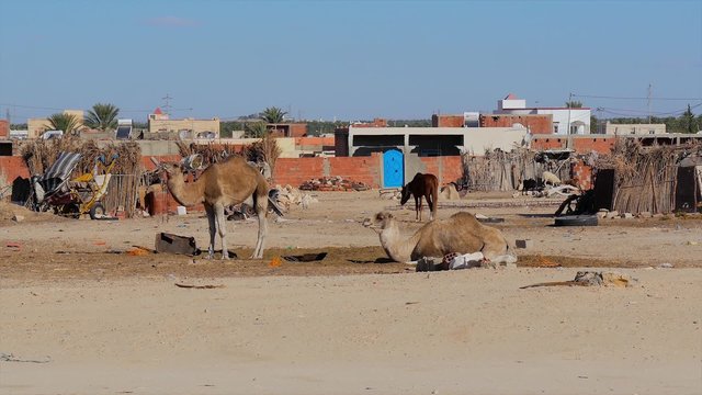 sahara desert, dromedary camel