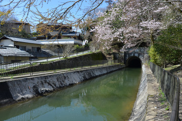 春の琵琶湖疏水