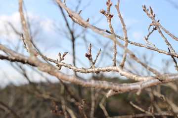 ソメイヨシノのつぼみ