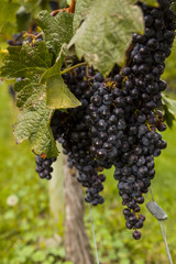 Fresh Grapes on the Vine