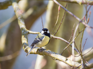 Great tit bird