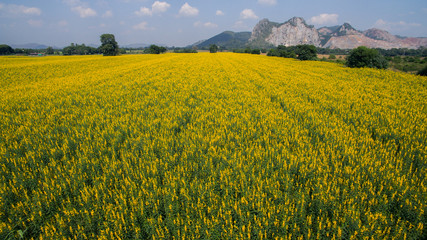 blooming of crotalaria juncea in agriculture field