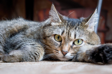 Bored cat on the floor