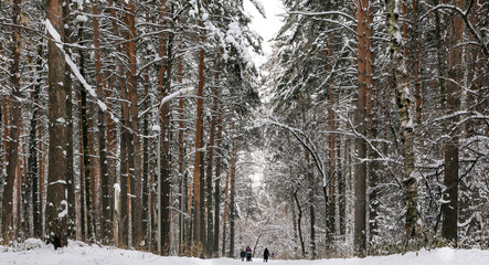 People walking in pine winter forest