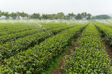 Fototapeta na wymiar Green tea plant with water supply