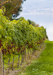 Fototapeta na wymiar Wine Grapes in Rows on a Vineyard