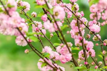 Naklejka premium Oriental cherry blossom