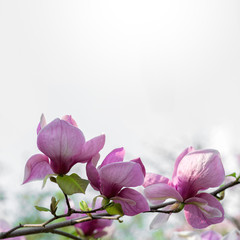Blossoming magnolia flowers