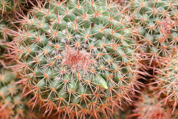 Naklejka na ściany i meble Thorny cactus plant