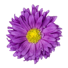 Purple aster isolated