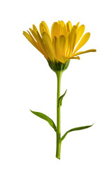 Calendula flower isolated