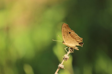 Butterfly on a flower