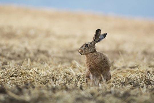 Brown hare in the field, Slovakia