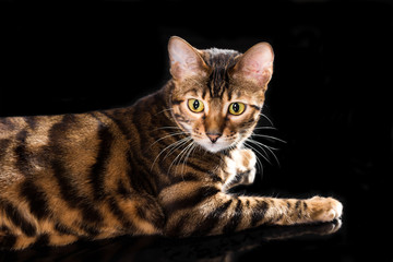Cat breed toyger on black background
