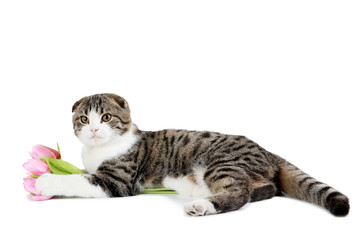 Beautiful cat isolated on a white