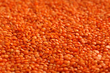 Red lentils background, close up