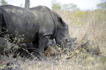 Rhinos, Kruger National Park, South Africa