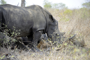 Obraz premium Rhinos, Kruger National Park, South Africa