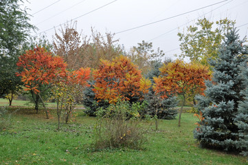 Fototapeta premium Ancient arboretum on the northwest Caucasus